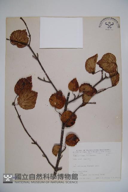 呂宋莢迷藏品圖，第1張