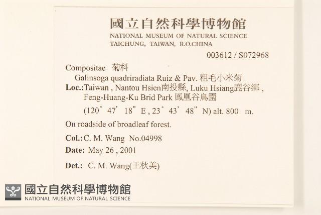 粗毛小米菊藏品圖，第2張