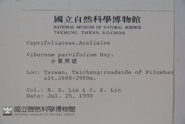 小葉莢迷藏品圖，第2張