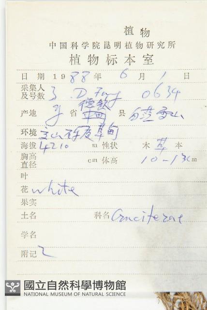 西藏菥蓂藏品圖，第2張