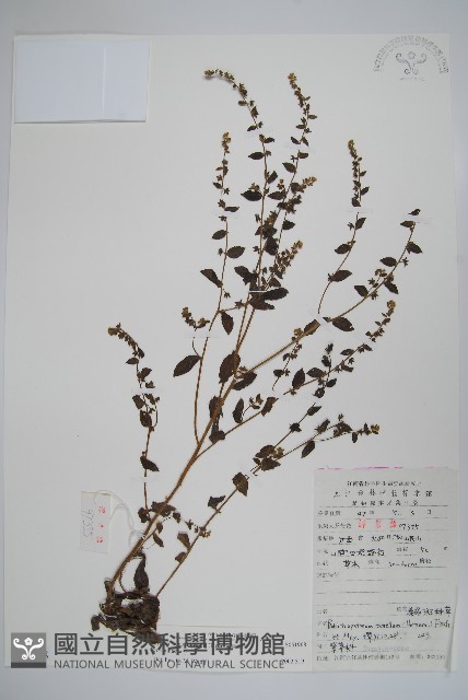 盾果草藏品圖，第1張