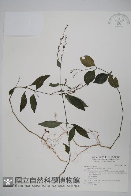 針刺草藏品圖，第1張