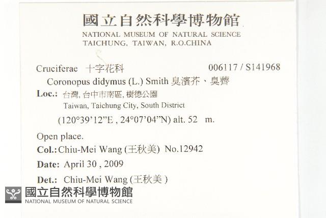 臭濱芥、臭薺藏品圖，第2張