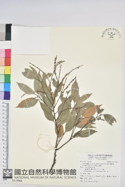 長尾尖葉櫧藏品圖，第1張