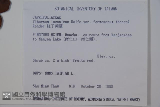 紅子莢迷藏品圖，第2張