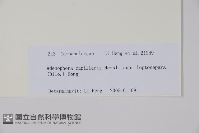 細萼沙參藏品圖，第2張