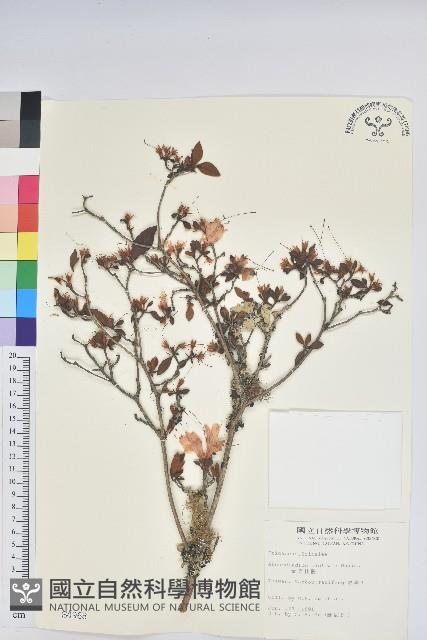 金毛杜鵑藏品圖，第1張