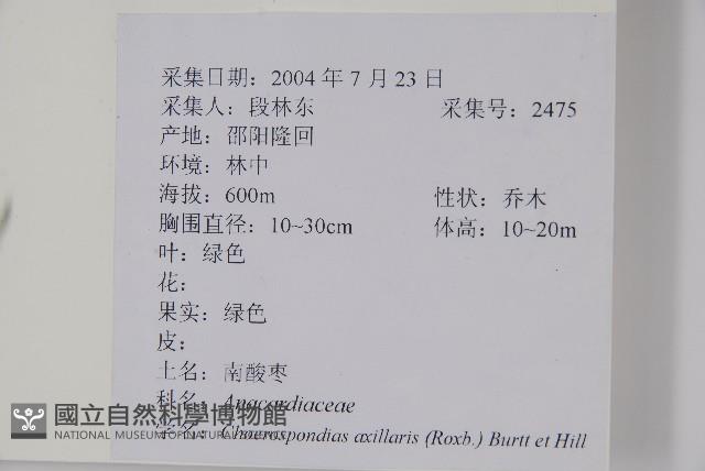 南酸棗藏品圖，第2張