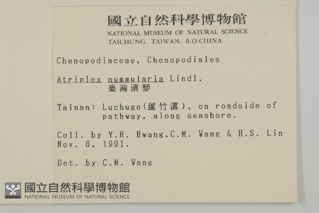 臺灣濱藜藏品圖，第2張