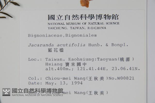 藍花楹藏品圖，第2張