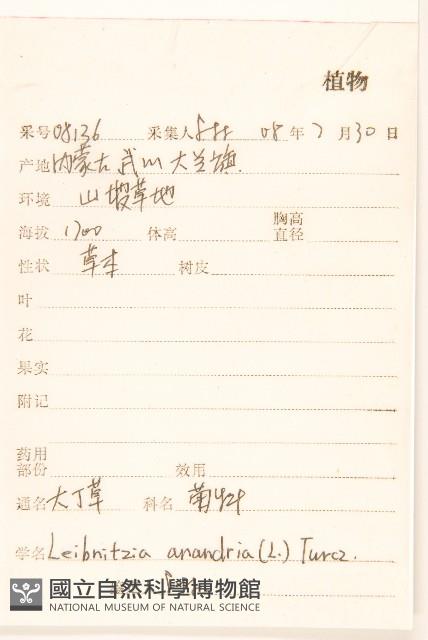 大丁草藏品圖，第2張