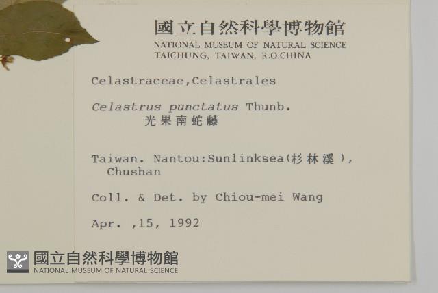 Christmas oriental bitter sweet Collection Image, Figure 2, Total 2 Figures