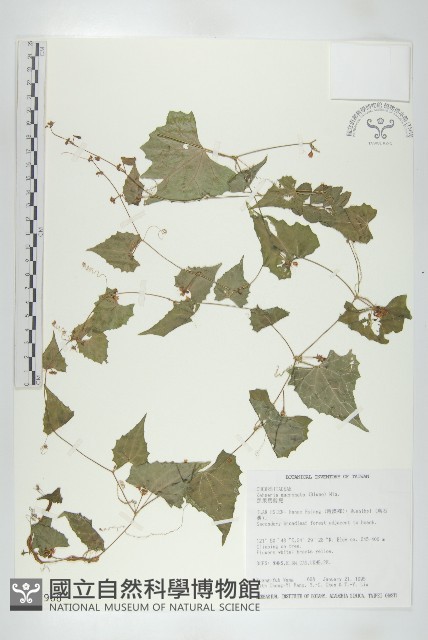 黑果馬交兒藏品圖，第1張