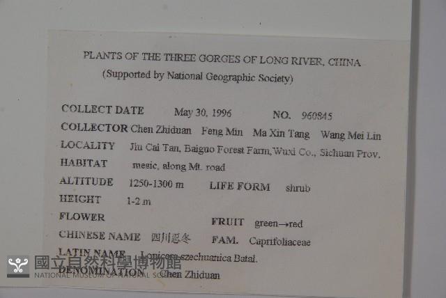 四川忍冬藏品圖，第2張