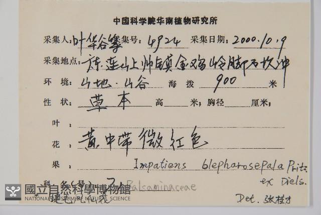 睫毛萼鳳仙花藏品圖，第2張