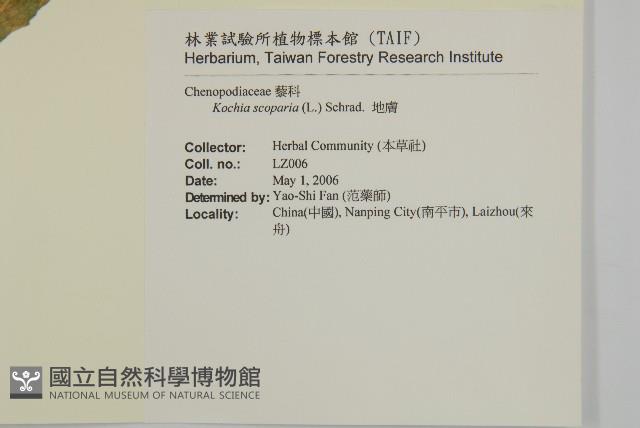 地膚、掃手草藏品圖，第2張