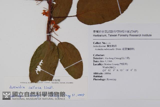 硬齒獼猴桃藏品圖，第2張