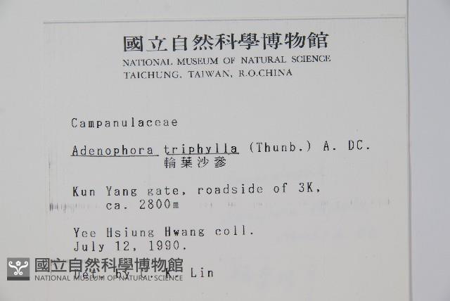 輪葉沙參藏品圖，第2張