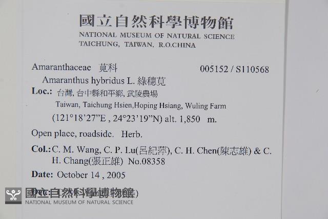 綠穗莧藏品圖，第2張