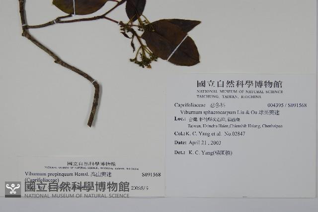 高山莢迷藏品圖，第2張