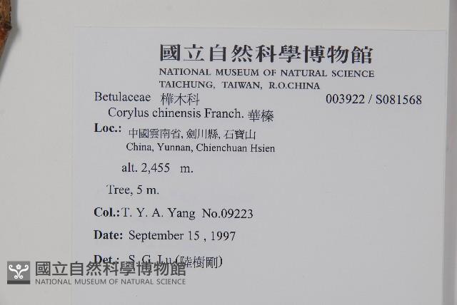 華榛藏品圖，第2張