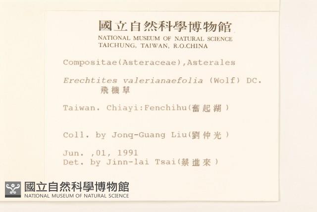 飛機草藏品圖，第2張