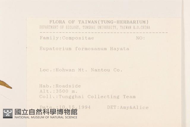 臺灣澤蘭藏品圖，第2張