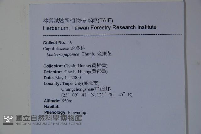 忍冬、金銀花藏品圖，第2張