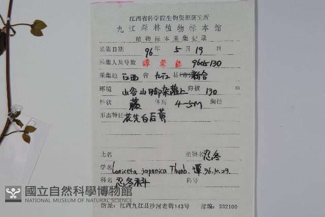 忍冬、金銀花藏品圖，第2張