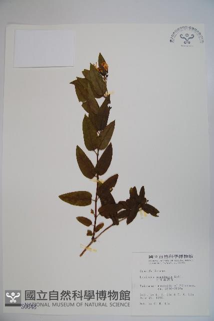 阿里山忍冬、漸尖葉忍冬藏品圖，第1張