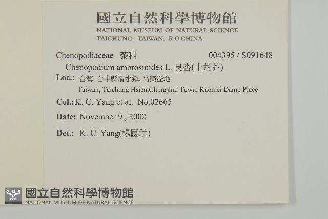 臭杏、土荊芥藏品圖，第2張