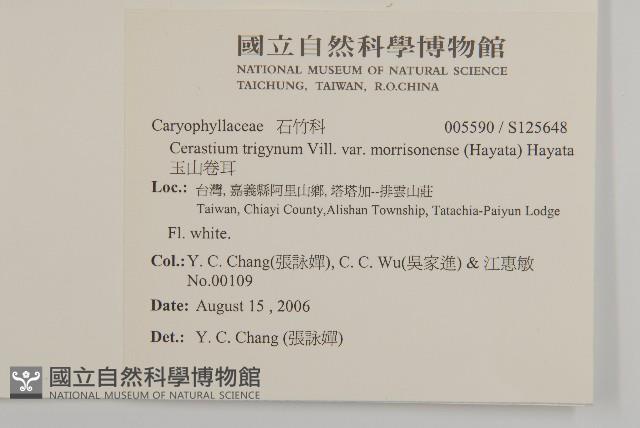 玉山卷耳藏品圖，第2張