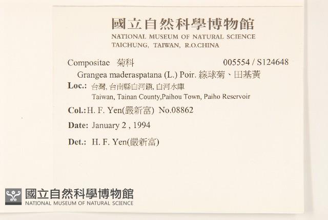 線球菊、田基黃藏品圖，第2張