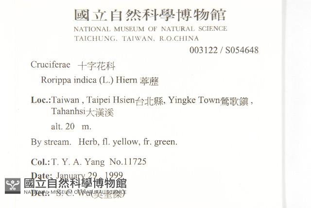 葶藶藏品圖，第2張