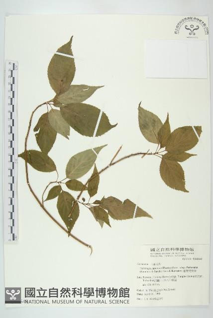 臺灣青莢葉藏品圖，第1張