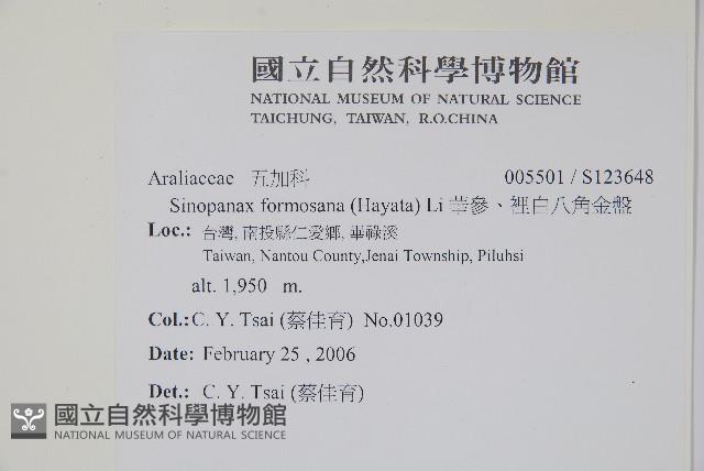 華參、裡白八角金盤藏品圖，第2張