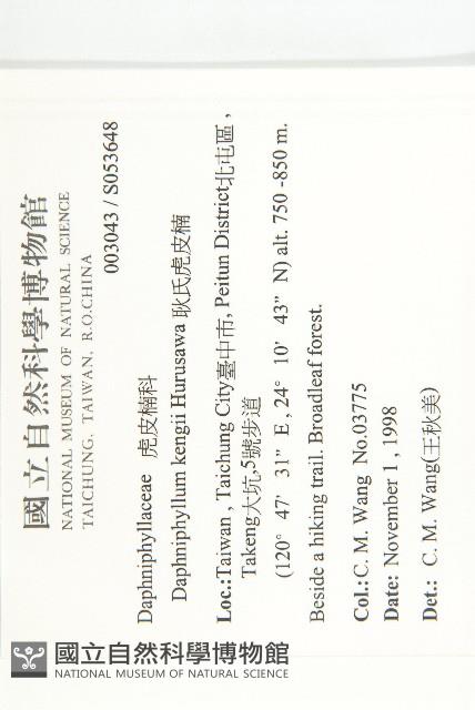 耿氏虎皮楠藏品圖，第2張