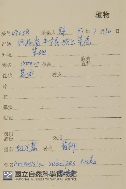 紅足蒿藏品圖，第2張