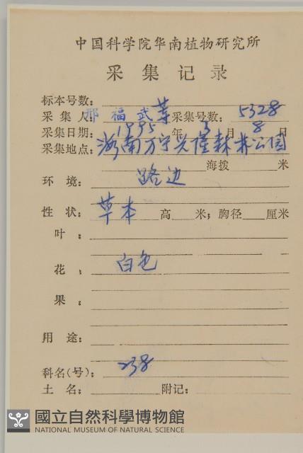 白花地膽草藏品圖，第2張