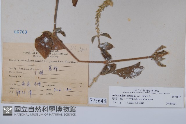 印度牛膝、土牛藤藏品圖，第2張