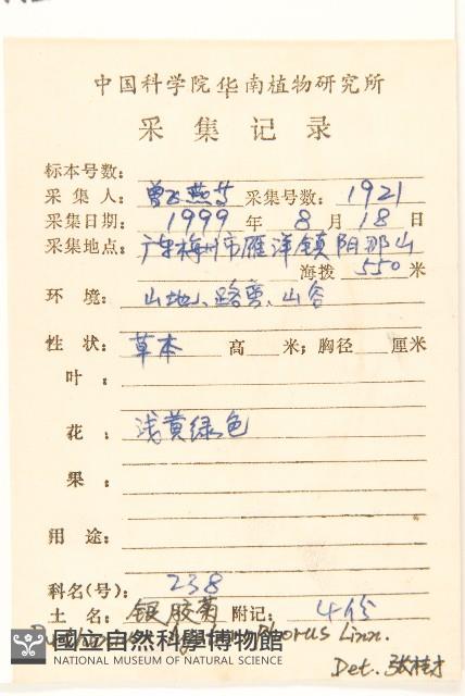 銀膠菊藏品圖，第2張