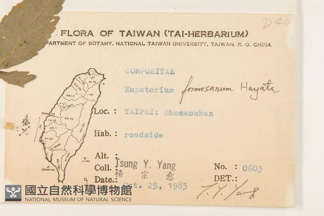 臺灣澤蘭藏品圖，第2張