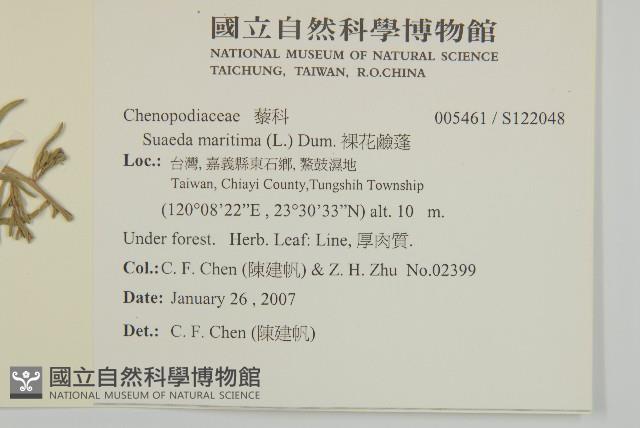 裸花鹼蓬藏品圖，第2張