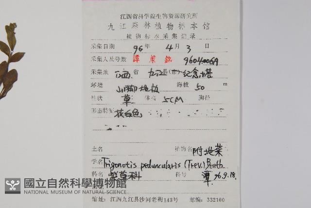 附地菜藏品圖，第2張