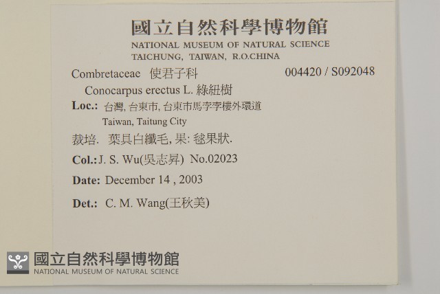 綠紐樹藏品圖，第2張