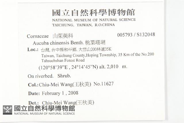 桃葉珊瑚藏品圖，第2張