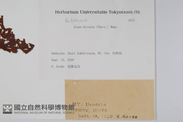 遼東赤楊，遼東榿木，毛赤楊藏品圖，第2張