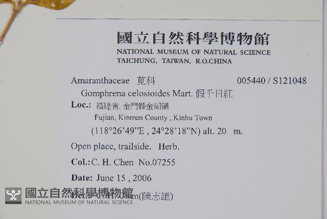 假千日紅藏品圖，第2張