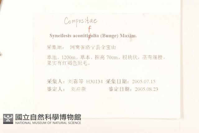 兔兒傘藏品圖，第2張