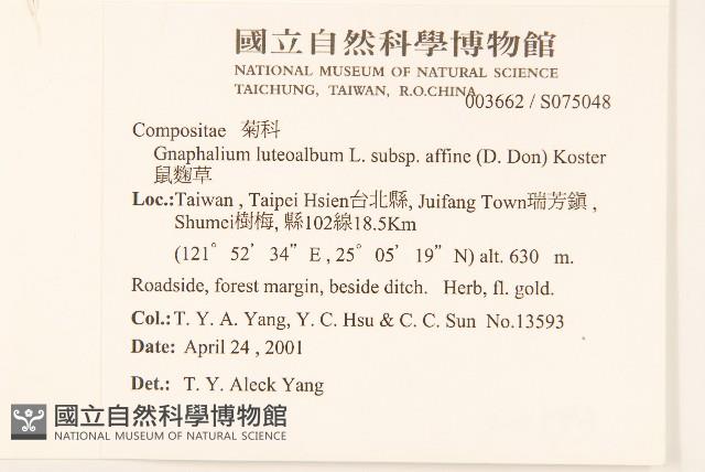 鼠麴草藏品圖，第2張